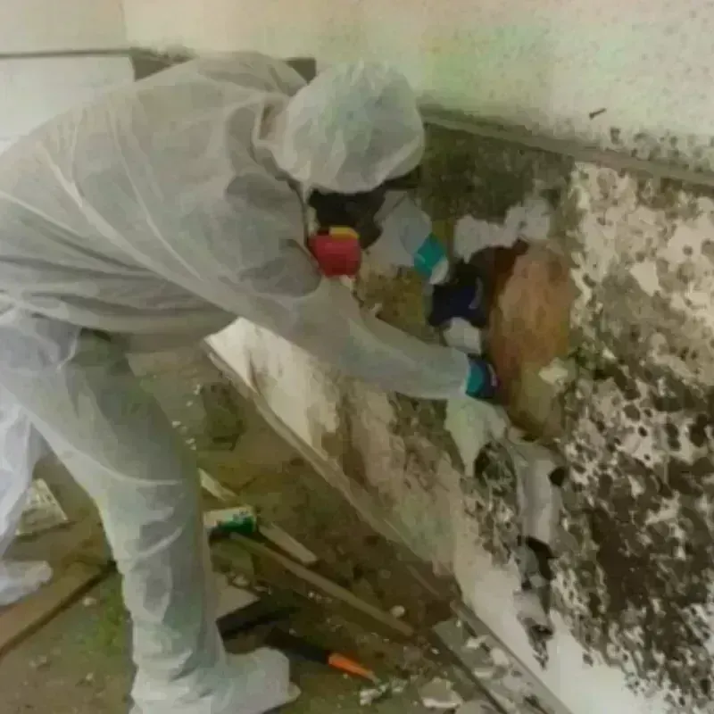 Best Mold Remediation and Removal Service in Ball, LA